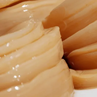Kombucha-Pilz (SCOBY) aus der Nähe
