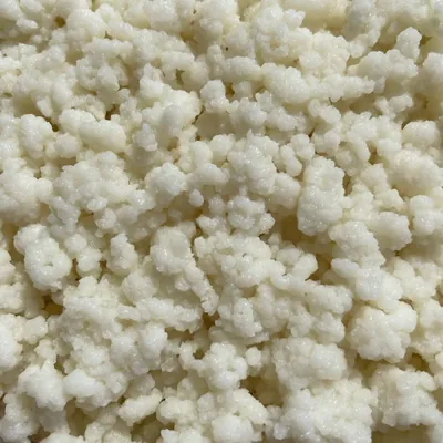 Weiße Milchkefir-Knollen aus der Nähe